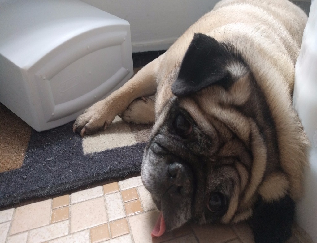 A pug laying on his left side against a white bathub with his tongue out. Under him is a blue, beige, and brown rug on top of beige and brown tile. There's a small what trash can on its side by the pug's feet. The pug is faun.