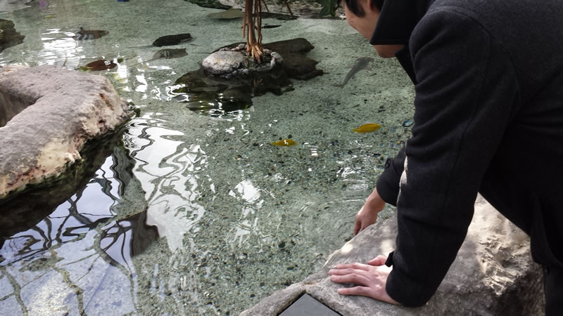 Violist, Jenwei Yu, tempts the shark to snack on his fingers. The shark was not interested.